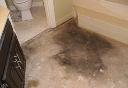 Carpet Mould Damage Removal Adelaide logo